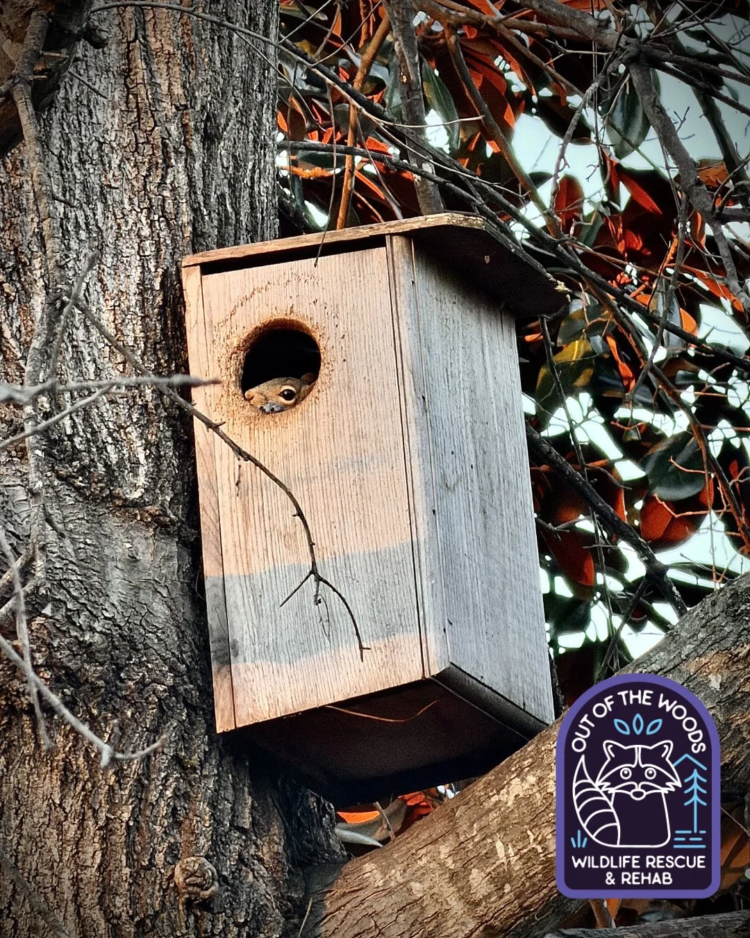 Squirrel sighting in the squirrel box! Hello, friend! #squirrel #tennessee #westtennessee #outofthewoodswildlife #wildlifeeducation #coexist #squirrelbox #wildliferescue