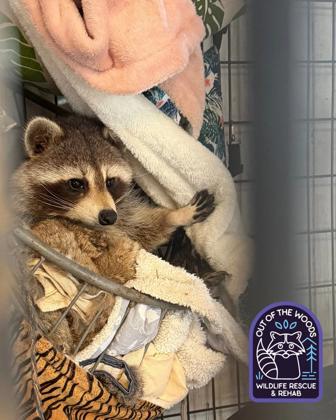 When you&rsquo;re over 30 and someone parks in front of your house. 😂 #DJ #tennessee #westtennessee #nonreleasable #educationalambassador #raccoon #outofthewoodswildlife #wildlifeeducation #wildliferescue