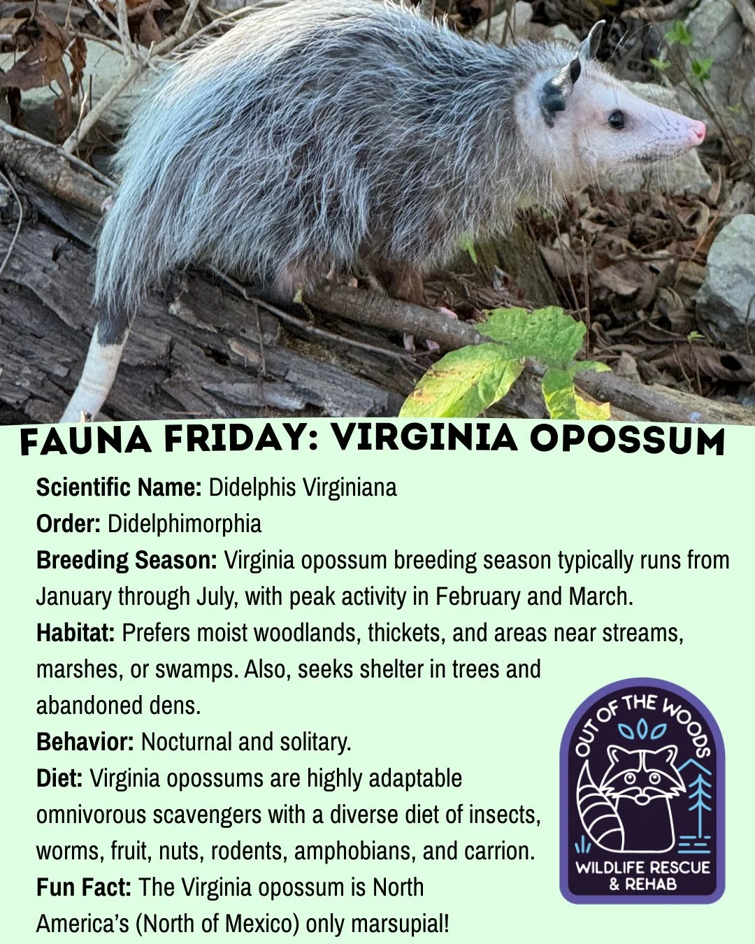 Next up for Fauna Friday is everyone&rsquo;s favorite . . . the Virginia Opossum! Tuck this away in your back pocket or bookmark this post for some fast facts on opossums! #tennessee #westtennessee #outofthewoodswildlife #opossum #opossumfact #virgin