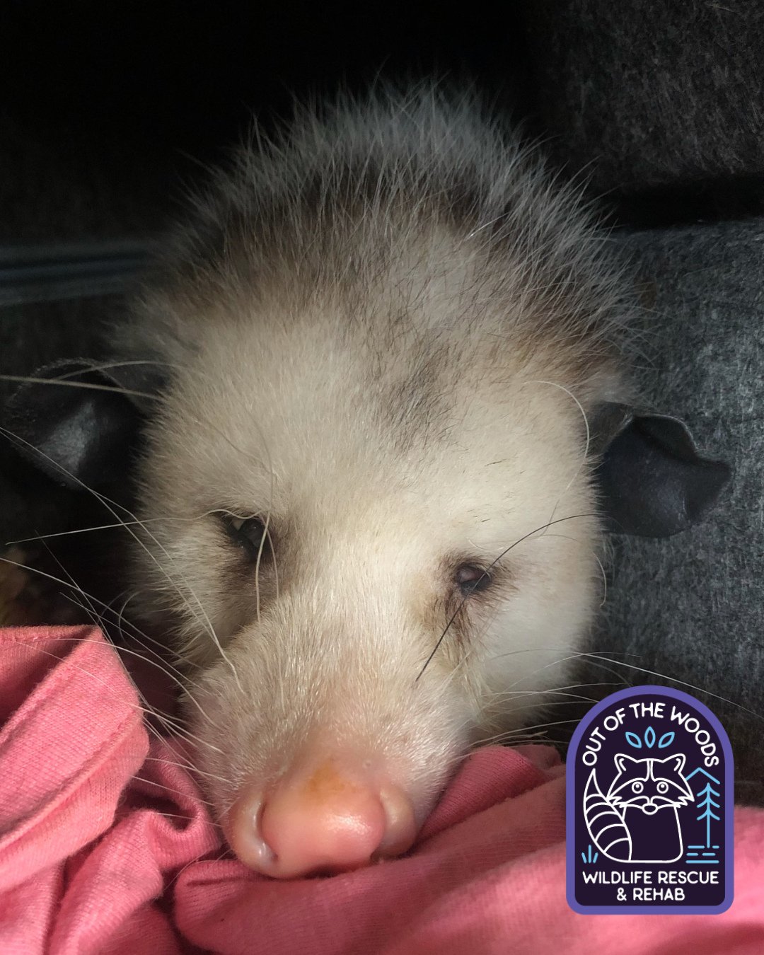 Ralph, our opossum education ambassador, taking a snooze! He&rsquo;s a handsome old lad! &hearts;️ #ralph #outofthewoodswildlife #tennessee #westtennessee #opossum #nonreleasable #educationalambassador #wildlifeeducation