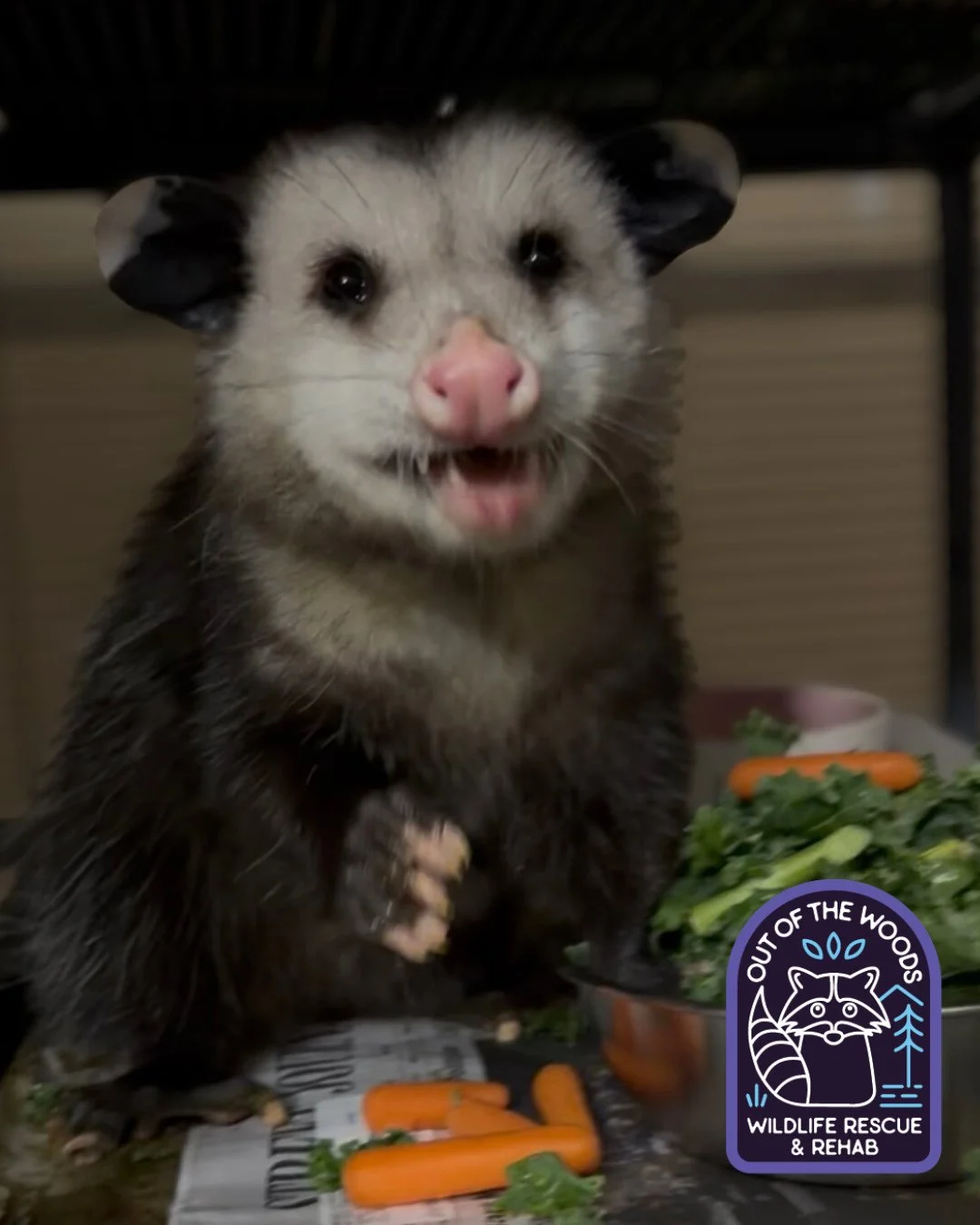 Leroy&rsquo;s review of OOTW cafe. &ldquo;Food is fresh, service is fast,  but I&rsquo;m excited to head back home to the wild this spring!&rdquo; #leroy #opossum #tennessee #westtennessee #outofthewoodswildlife #overwinter #wildlifeeducation #rescue