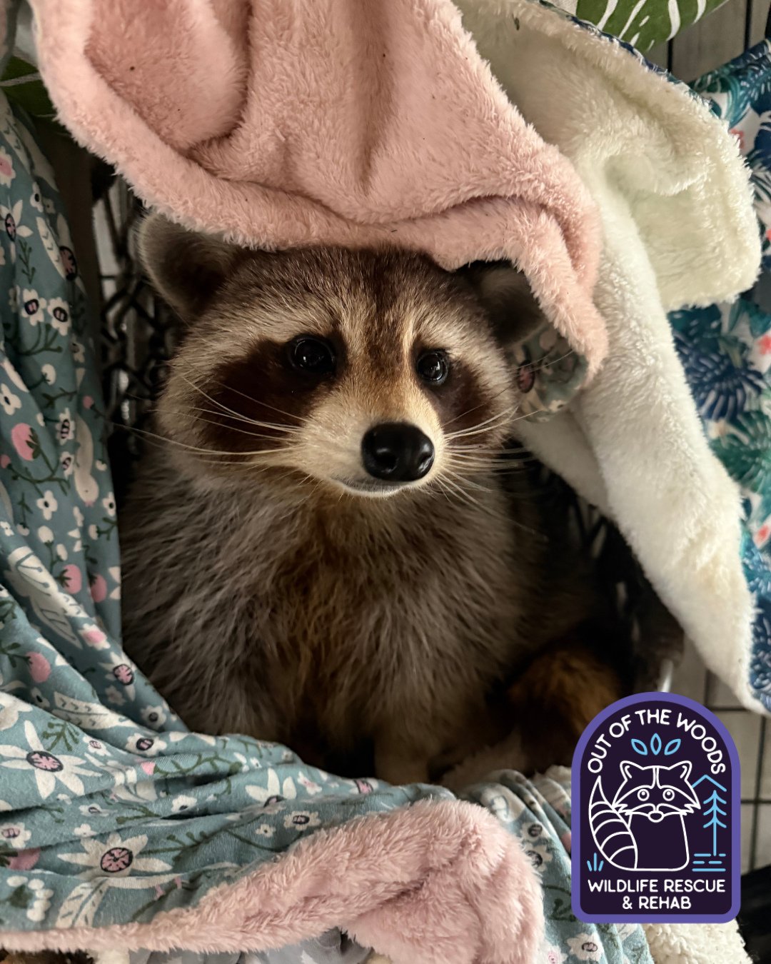 It&rsquo;s national nap day and we have to say that we think DJ celebrates this holiday in his hammock pretty well! #nonreleasable #tennessee #westtennessee #DJ #raccoon #outofthewoodswildlife #nationalnapday #educationalambassador