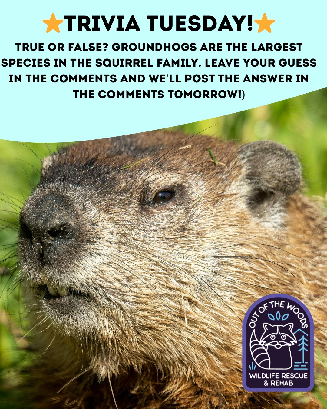 ❓ TRIVIA TUESDAY ❓ 
⭐️ True or false? Groundhogs are the largest species in the squirrel family. ⭐️
Leave your guess in the comments below and we&rsquo;ll leave the answer in the comments tomorrow! 
#trivia #triviatuesday #groundhog #wildlifeeducatio