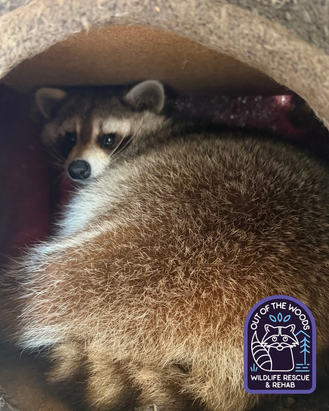 Talk to the tail Tuesday with DJ! #DJ #nonreleasable #tennessee #westtennessee #educationalambassador #wildlifeeducation #outofthewoodswildlife #raccoon #talktothetailtuesday #babygotback