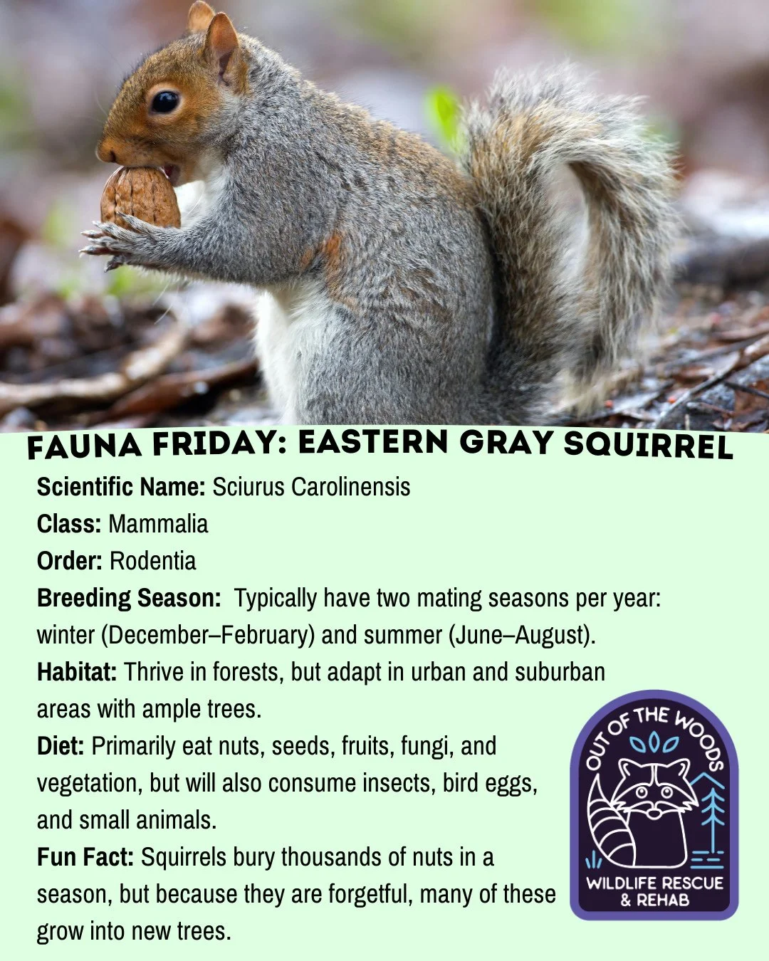 Next up for Fauna Friday is the Eastern Gray Squirrel! Add these fast facts to your virtual Rolodex! #tennessee #westtennessee #outofthewoodswildlife #squirrel #opossumfact #marsupial #faunafriday #wildlifeeducation #easterngraysquirrel