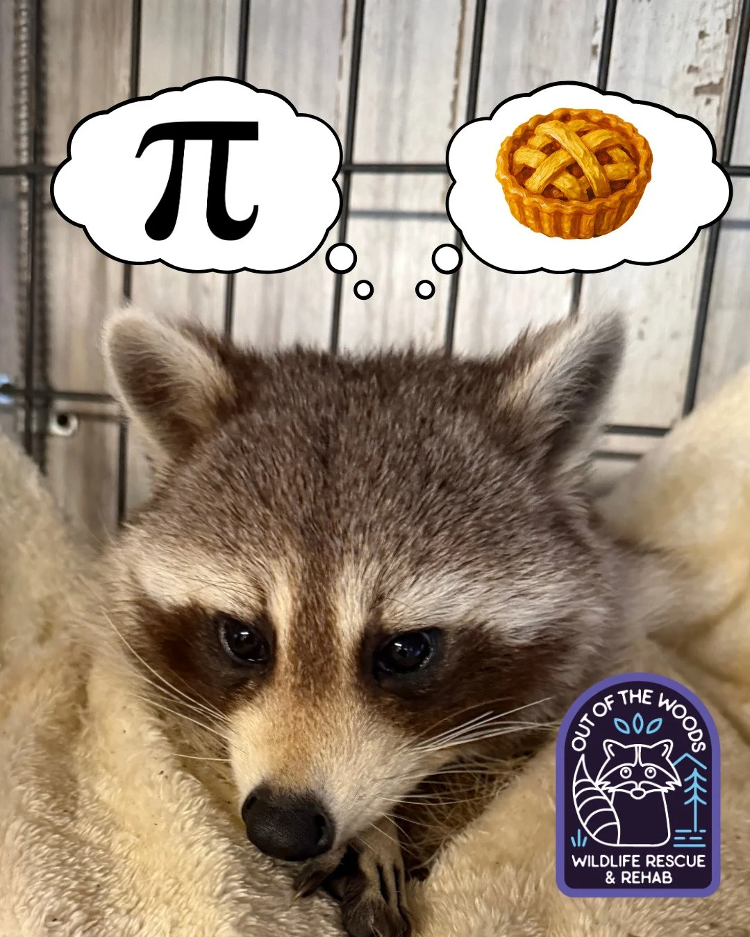 Happy Pi Day! 3.14! Deep thoughts with DJ! Math or pie? Are you celebrating today? #piday #tennessee #westtennessee #raccoon #nonreleasable #educationalambassador #wildlifeeducation #march