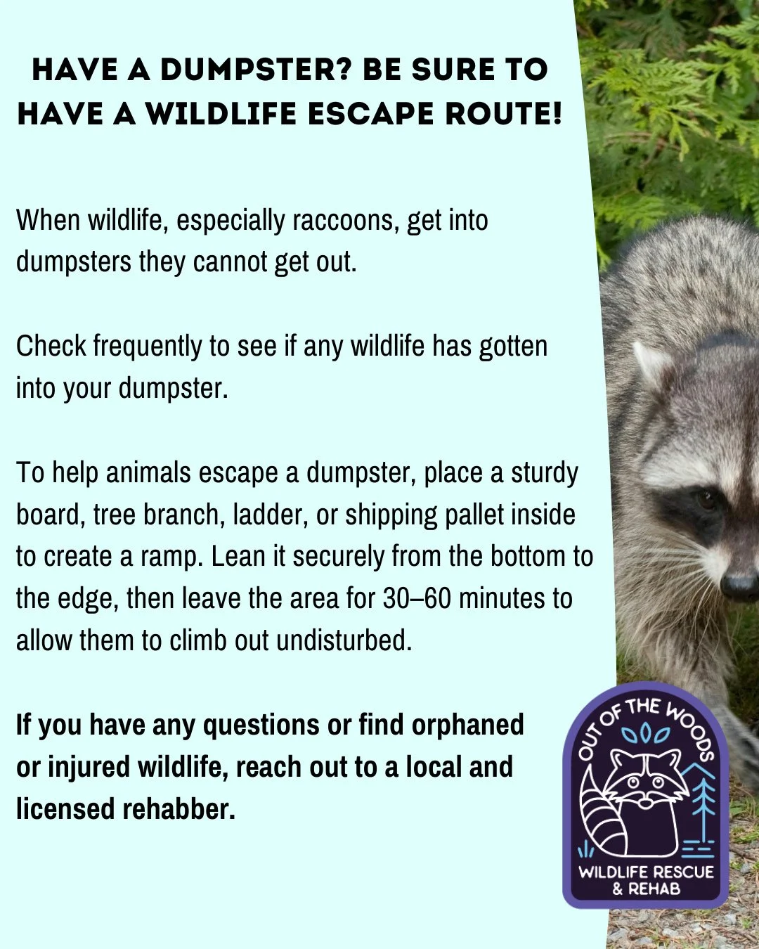 A tale as old as time . . . Wildlife and dumpsters. When wildlife, especially raccoons, get into dumpsters they cannot get out. Check frequently to see if any wildlife has gotten into your dumpster. To help animals escape a dumpster, place a sturdy b