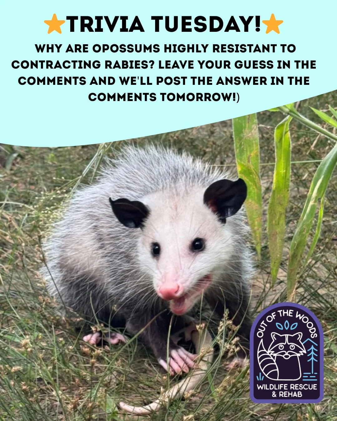 ❓ TRIVIA TUESDAY ❓ 
⭐️Why are opossums highly resistant to contracting rabies?⭐️
Leave your guess in the comments below and we&rsquo;ll leave the answer in the comments tomorrow! 
#trivia #triviatuesday #opossum #wildlifeeducation #tennessee #westten