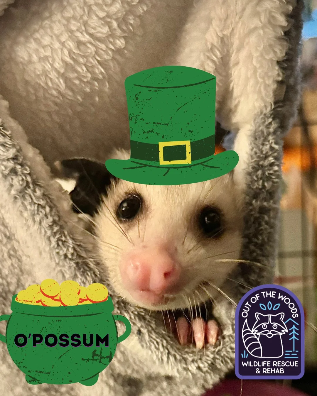 Happy Saint Patrick&rsquo;s day with the luck of the O&rsquo;Possum! They certainly have some luck because they have survived nearly unchanged in their external body form for more than 65 million years! Living fossils! #primitive #opossum #opossumfac