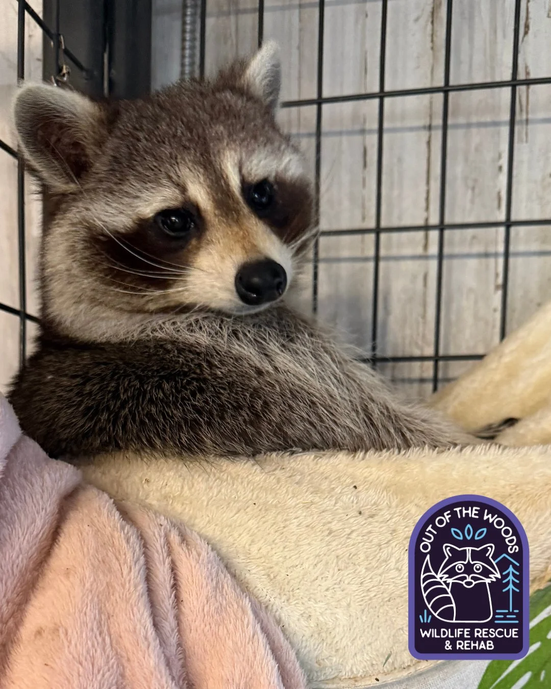 DJ is a raccoon of many poses. Model material. #DJ #raccoon #tennessee #westtennessee #outofthewoodswildlife #nonreleasable #educationalambassador #wildlifeeducation #wildliferehab