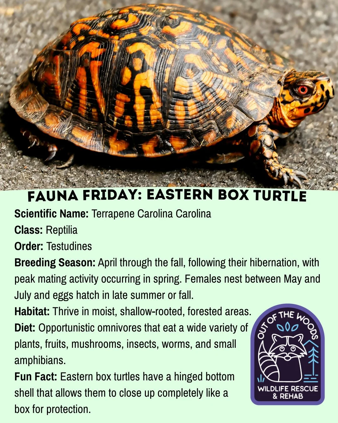 Next up for Fauna Friday is the Eastern Box Turtle! Tennessee&rsquo;s official reptile! Add these fast facts to your memory bank! #tennessee #westtennessee #outofthewoodswildlife #turtle #turtlefacts  #faunafriday #wildlifeeducation #easternboxturtle