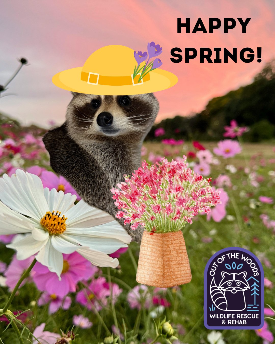 Happy 1st day of spring from DJ and the OOTW crew! So long, Winter! How are you welcoming in the new season? #vernalequinox #spring #happyspring #outofthewoodswildlife #tennessee #westtennessee #DJ #raccoon #educationalambassador #nonreleasable #flow