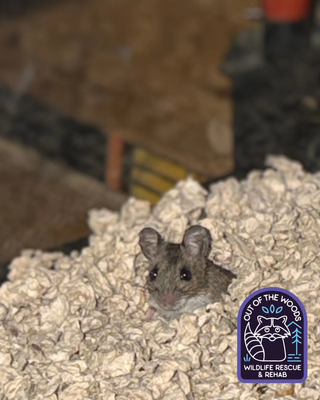 There&rsquo;s a mouse in the OOTW house! Meet our little patient, Brie! 🧀 Brie was caught by a cat and had a pretty bad degloving injury on one of her hind legs. Her finder reached out, got her to us, and since coming into our care, Brie has made re
