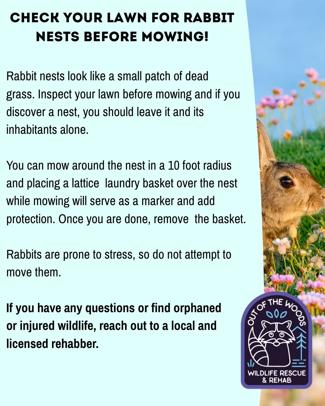 Spring has sprung and the season for yard work is here! Check your lawn for rabbit nests before you mow. Rabbit nests look like a small patch of dead grass. Inspect your lawn before mowing and if you discover a nest, you should leave it and its inhab