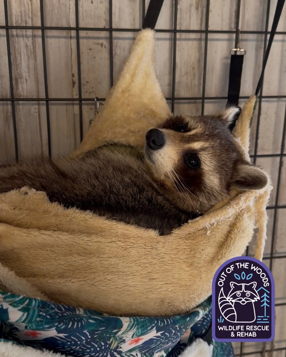 When it&rsquo;s Monday AND your beauty sleep has been interrupted. We&rsquo;ve all been there, DJ! #DJ #raccoon #nonreleasable #educationalambassador #tennessee #westtennessee #wildlifeeducation #monday