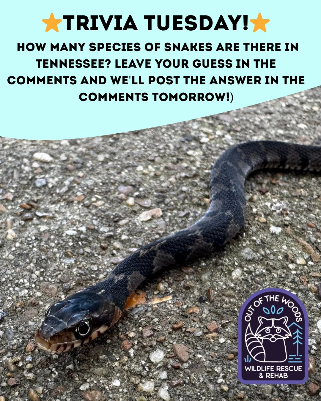 ❓ TRIVIA TUESDAY ❓ 
⭐️ How many species of snakes are there in Tennessee? ⭐️
Leave your guess in the comments below and we&rsquo;ll leave the answer in the comments tomorrow! 
#trivia #triviatuesday #snakes #wildlifeeducation #tennessee #westtennesse
