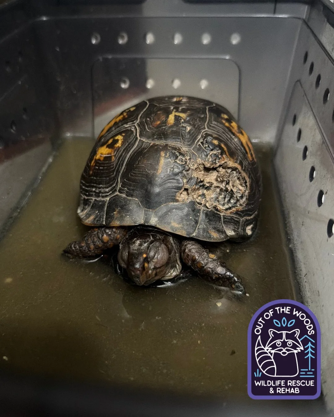 Meet Mary (named by her finders)! She is one of the older Eastern Box Turtles that has come into our care. She has a bad respiratory infection, which is very common this time of year as weather fluctuates. Mary is enjoying soak day in this photo. Als