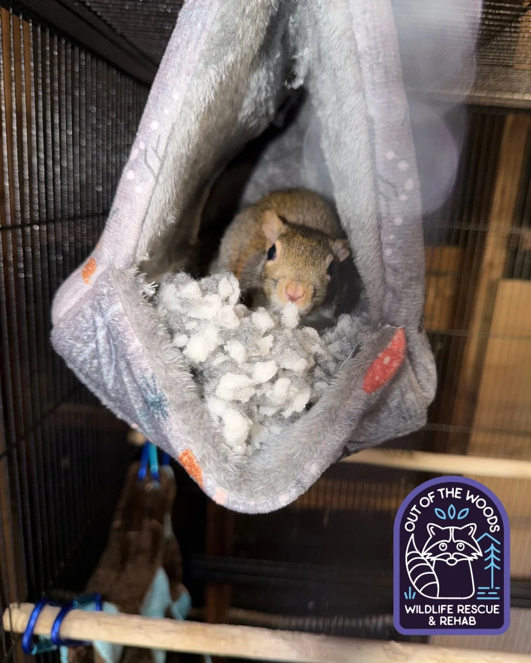 One of our squirrel patients squirreling around! DID YOU KNOW? Squirrels have excellent panoramic vision designed for detecting predators and navigating trees. They have specialized yellow-pigmented lenses that act as built-in sunglasses to reduce gl