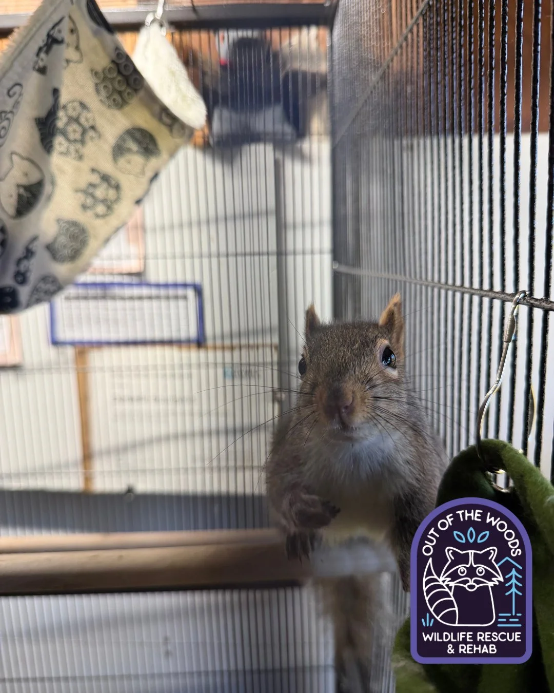 It is certainly squirrel-mania over here at OOTW! #squirrel #outofthewoodswildlife #tennessee #westtennessee #wildliferehab #wildliferescue #wildlifeeducation