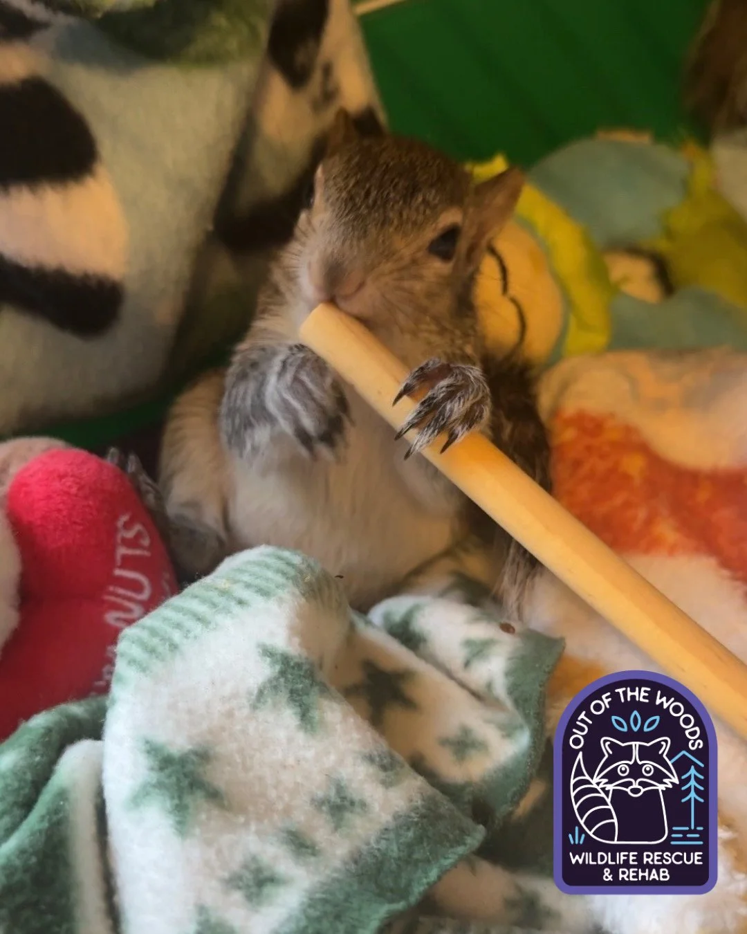 Some of our squirrel patients and your wishlist items in action! Apple sticks, hammocks, and comfy beds! #squirrel #wildlifeeducation #thankyou #thankyoudonors #tennessee #westtennessee #outofthewoodswildlife #wildliferescue #rescueandrelease