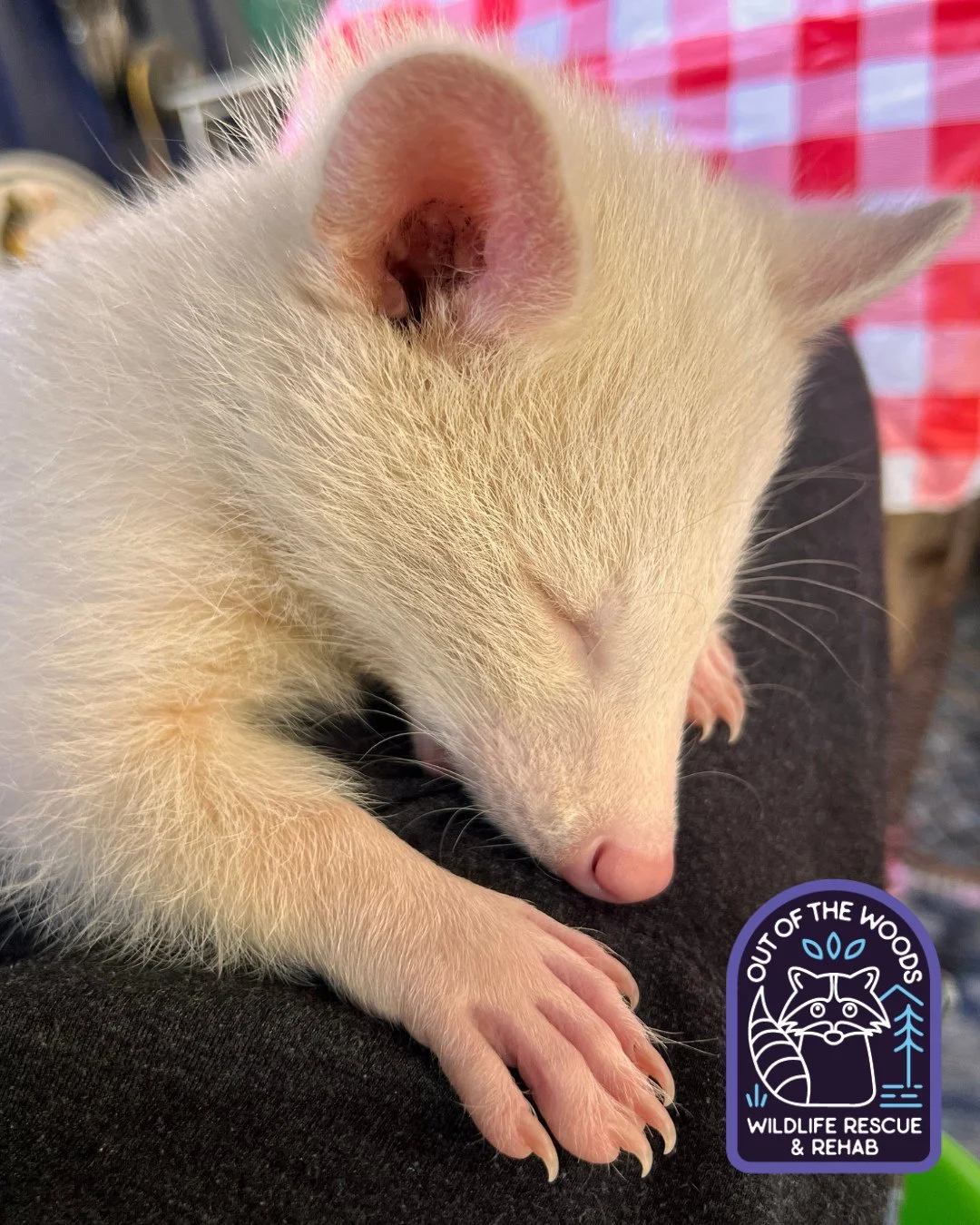 #FlashbackFriday to little D&rsquo;White looking like a little angel. #dwhite #albinoraccoon #tennessee #westtennessee #outofthewoodswildlife #fbf