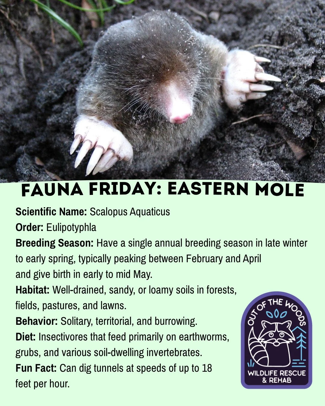 Next up for Fauna Friday is the Eastern Mole! Add these fast wildlife facts to your information stack! #tennessee #westtennessee #outofthewoodswildlife #mole #turtlefacts  #faunafriday #wildlifeeducation #easternmole