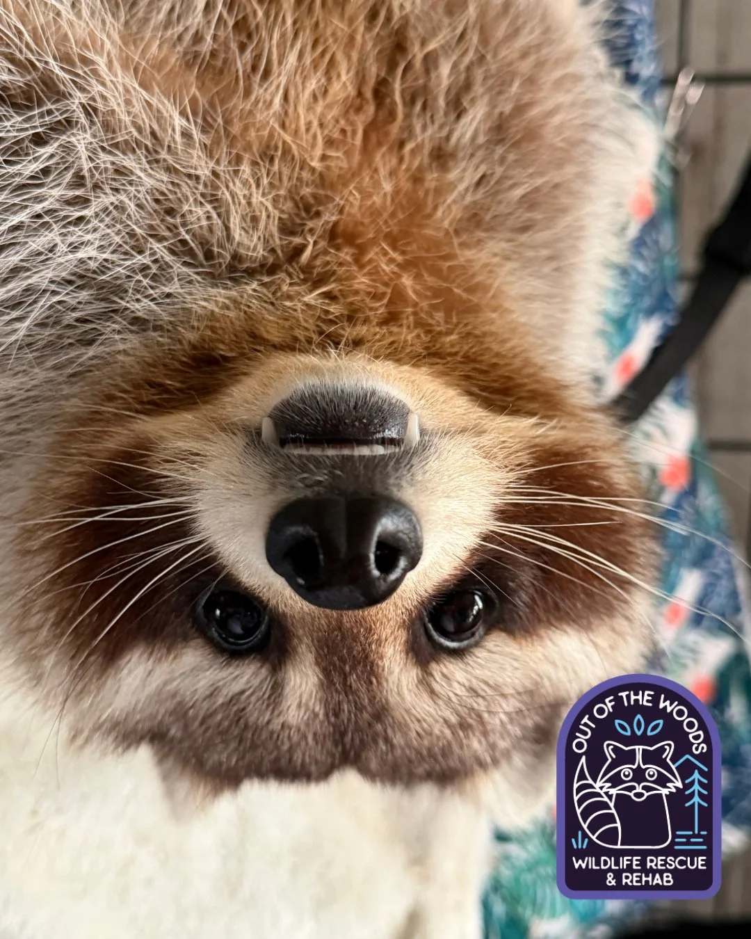 DJ being DJ! 👹 #DJ #raccoon #tennessee #westtennessee #nonreleasable #educationalambassador #outofthewoodswildlife #wildlifeeducation #wildliferescue