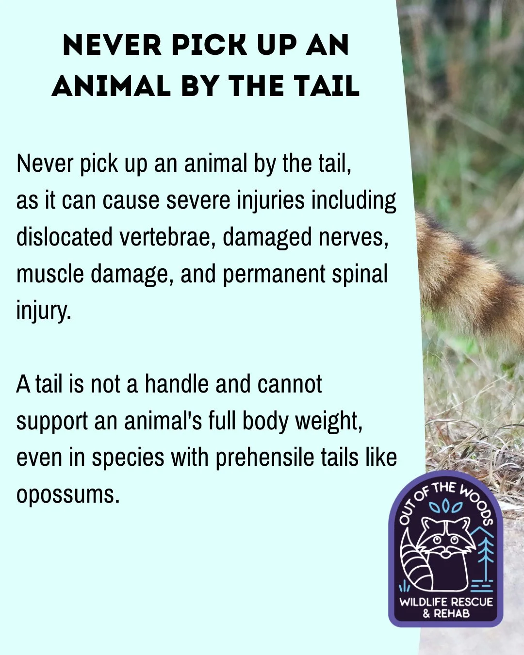 PSA 📢 Never pick up an animal by the tail! This can cause severe injuries including dislocated vertebrae, damaged nerves, muscle damage, and permanent spinal injury. A tail is not a handle and cannot support an animal's full body weight, even in spe