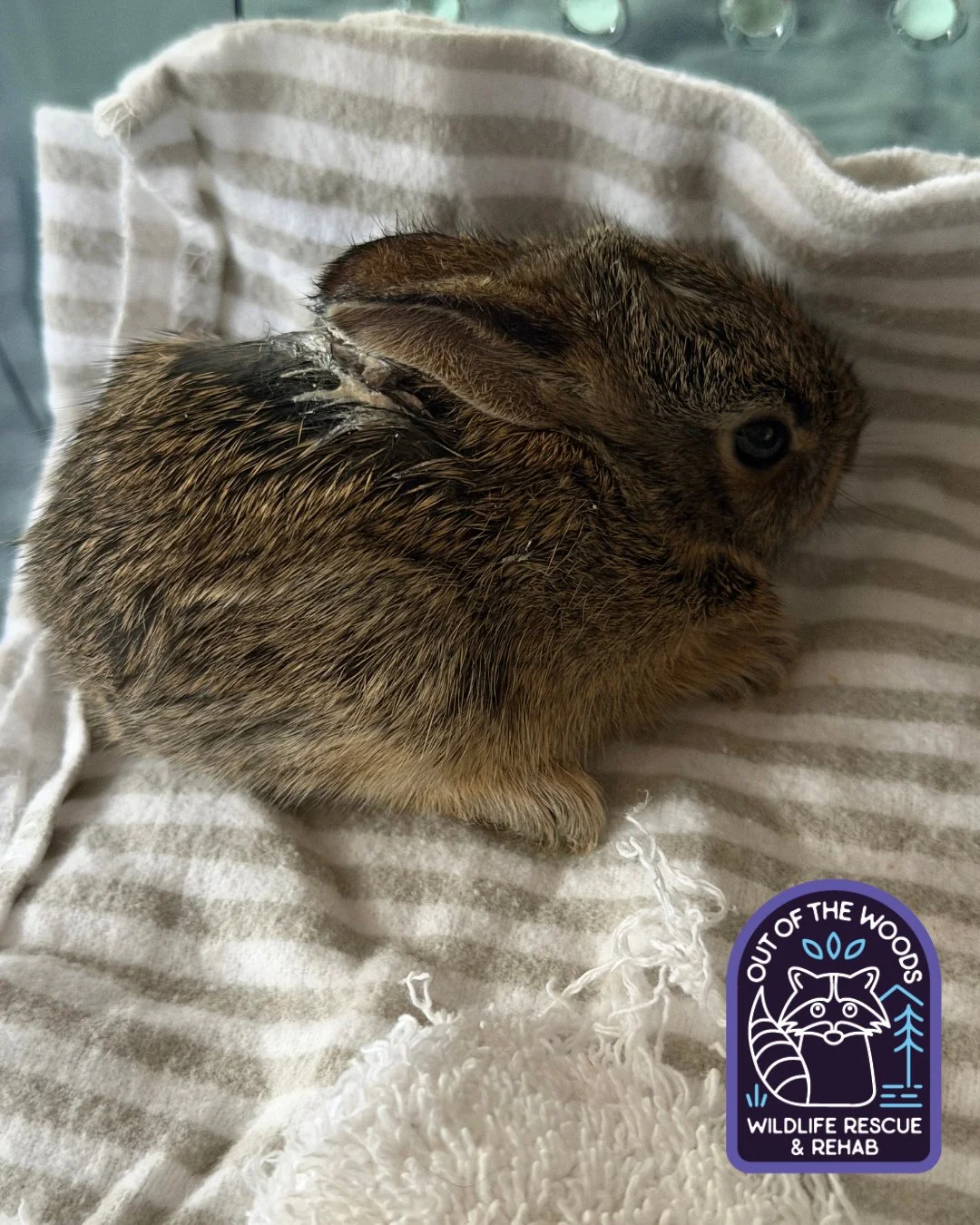 Meet Farrah (named by her finders)! Farrah is a baby eastern cotton rabbit and was caught by a dog. She will rehab with us until she is ready to be released! Thank you to her finders for getting her to OOTW for care. #easterncottontail #rehabandrelea