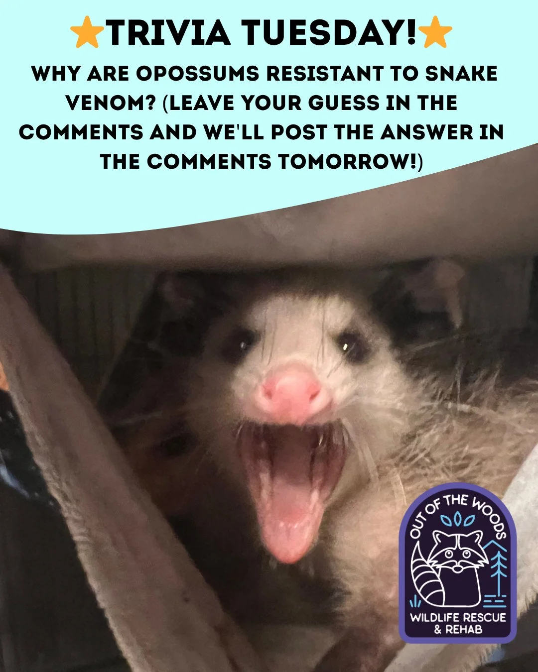 ❓ TRIVIA TUESDAY ❓ 
⭐️ Why are opossums resistant to snake venom? ⭐️
Leave your guess in the comments below and we&rsquo;ll leave the answer in the comments tomorrow! 
#trivia #triviatuesday #snakes #wildlifeeducation #tennessee #westtennessee #outof