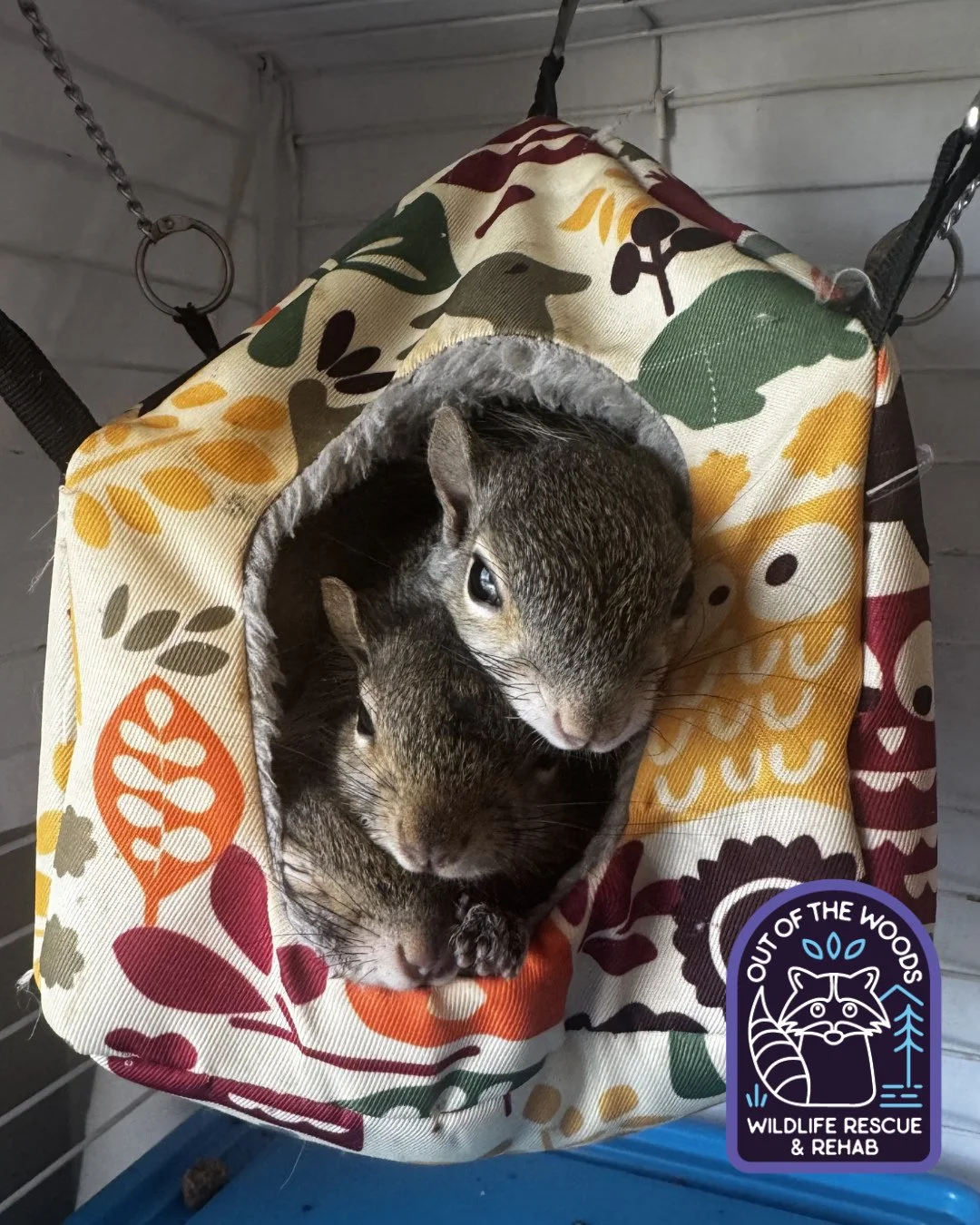 Meet Moe, Larry, and Curly! These are Jodie&rsquo;s three stooges . . . We mean three of her squirrel patients! 😆 #tennessee #westtennessee #outofthewoodswildlife #squirrel #wildlifeeducation #wildliferescue #rehabandrelease