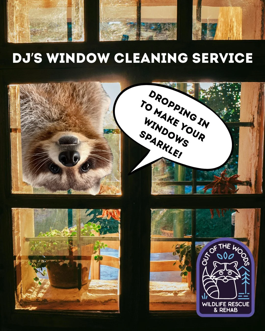 DJ is such a go getter. He started his own business . . .

APRIL FOOLS.

#aprilfools #DJ #outofthewoodswildlife #educationalambassador #nonreleasable #raccoon