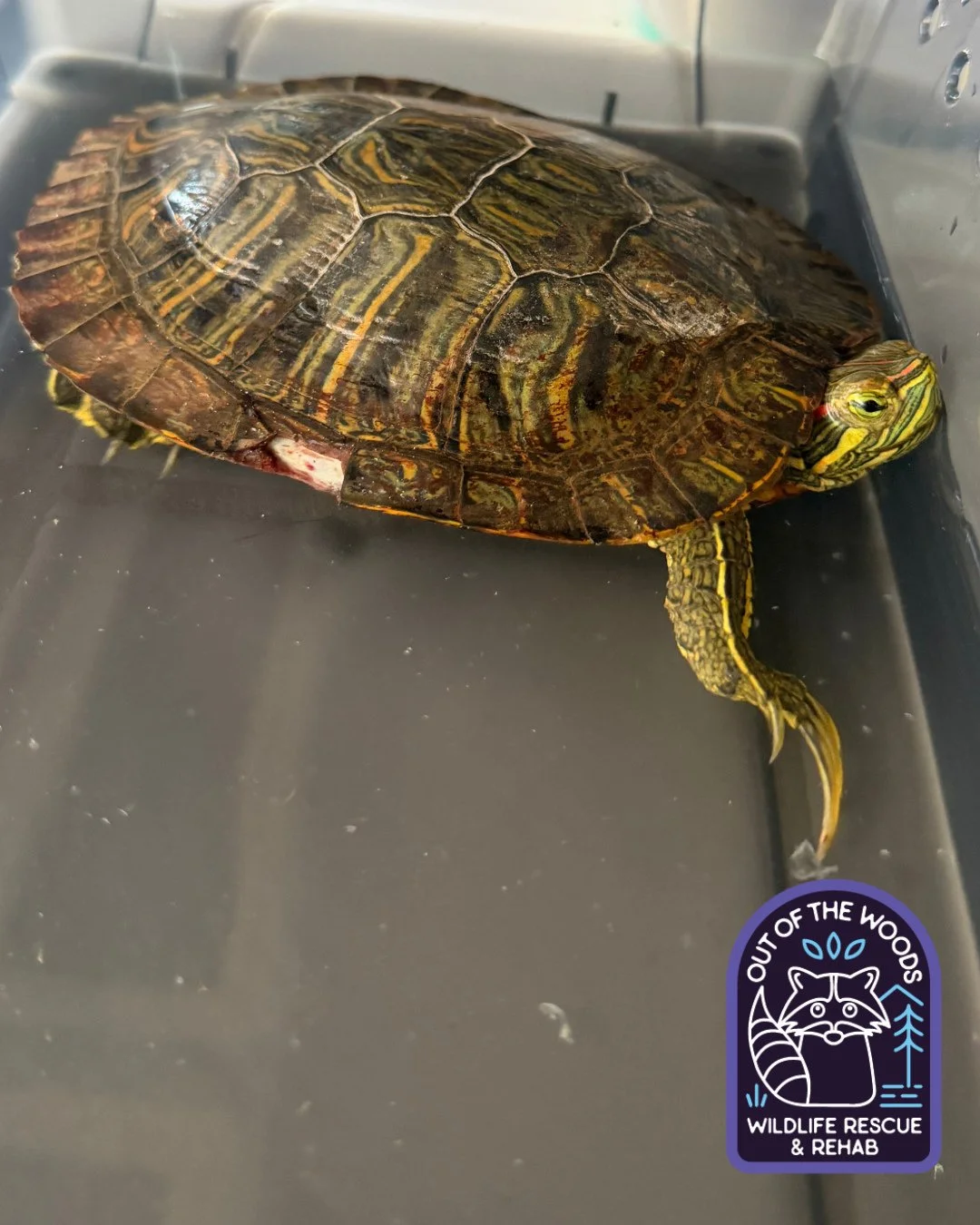 SOAK DAY! Welcome to Claridge the Red Eared Slider who was hit by a car last week. Check out those claws! Did you know that their nail length is the easiest way to differentiate males and females? The males have super long nails (pictured here) and f