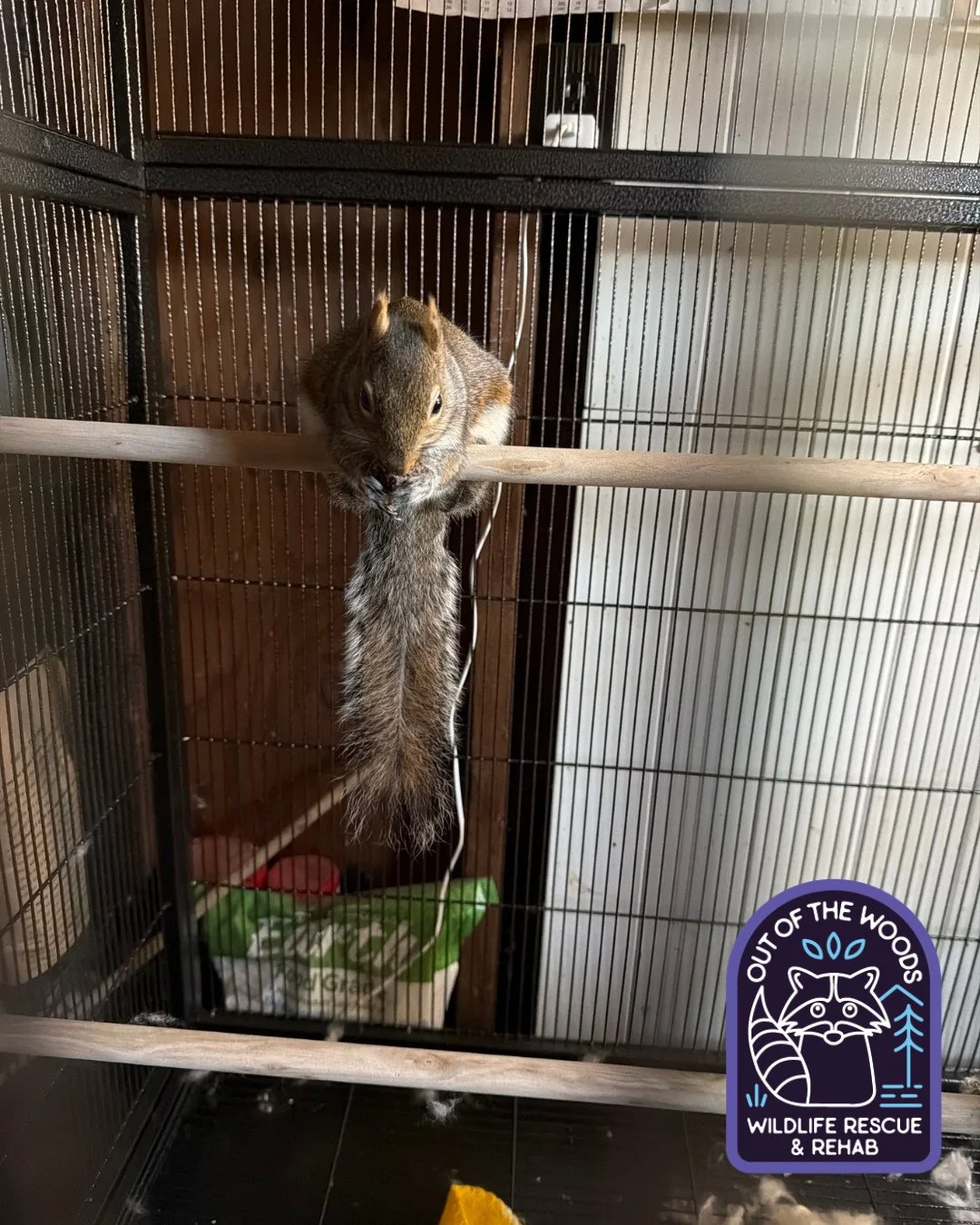 This squirrel patient is giving gymnastic bar vibes! #squirrel #outofthewoodswildlife #tennessee #westtennessee #wildlifeeducation #wildliferescue