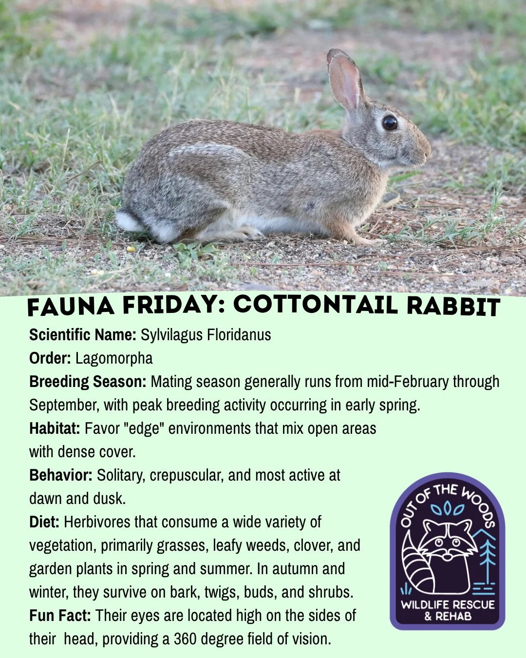 In the spirit of Easter, today&rsquo;s Fauna Friday features the cottontail rabbit! Save these fast facts to chat about during Sunday dinner!#tennessee #westtennessee #outofthewoodswildlife #turtlefacts  #faunafriday #wildlifeeducation #easter #cotto