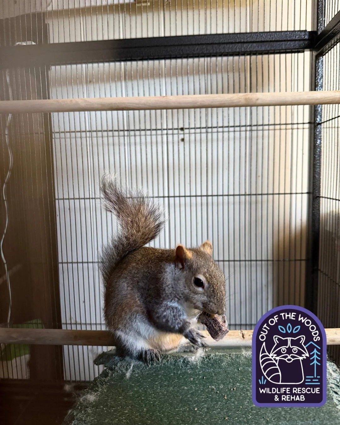 Intently enjoying a snack! #squirrel #tennessee #westtennessee #outofthewoodswildlife #wildlifeeducation #rescueandrelease