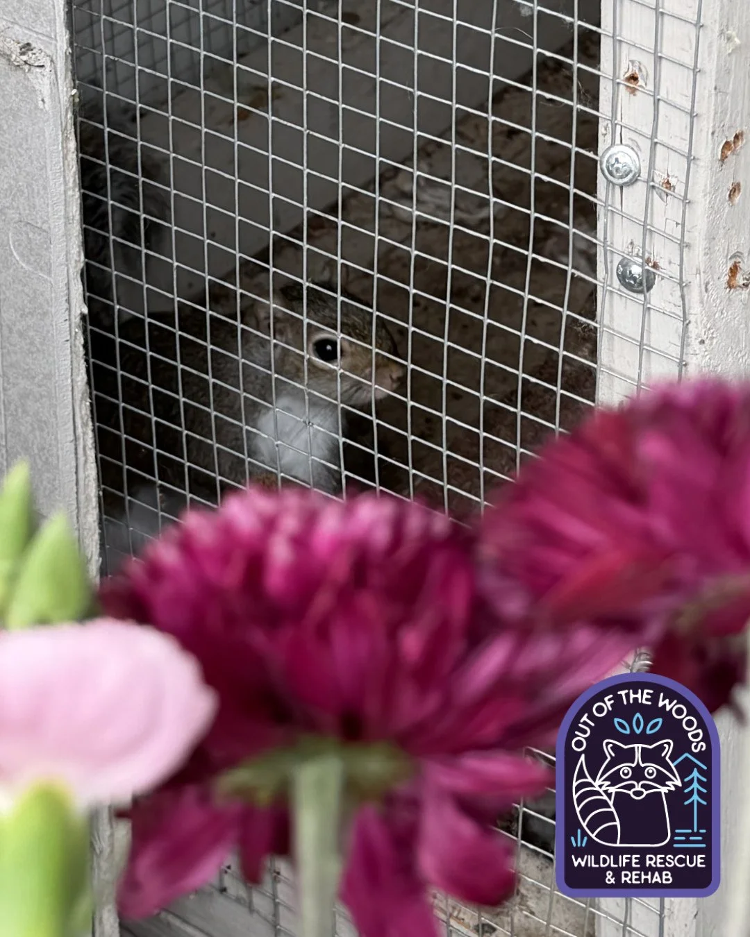Easter flowers anyone? These sparked Henry&rsquo;s interest from his enclosure! 
#squirrel #squirrelfact #outofthewoodswildlife #tennessee #westtennessee #educationalambassador #nonreleasable #wildlifeeducation #wildliferehab #flowers #happyeaster