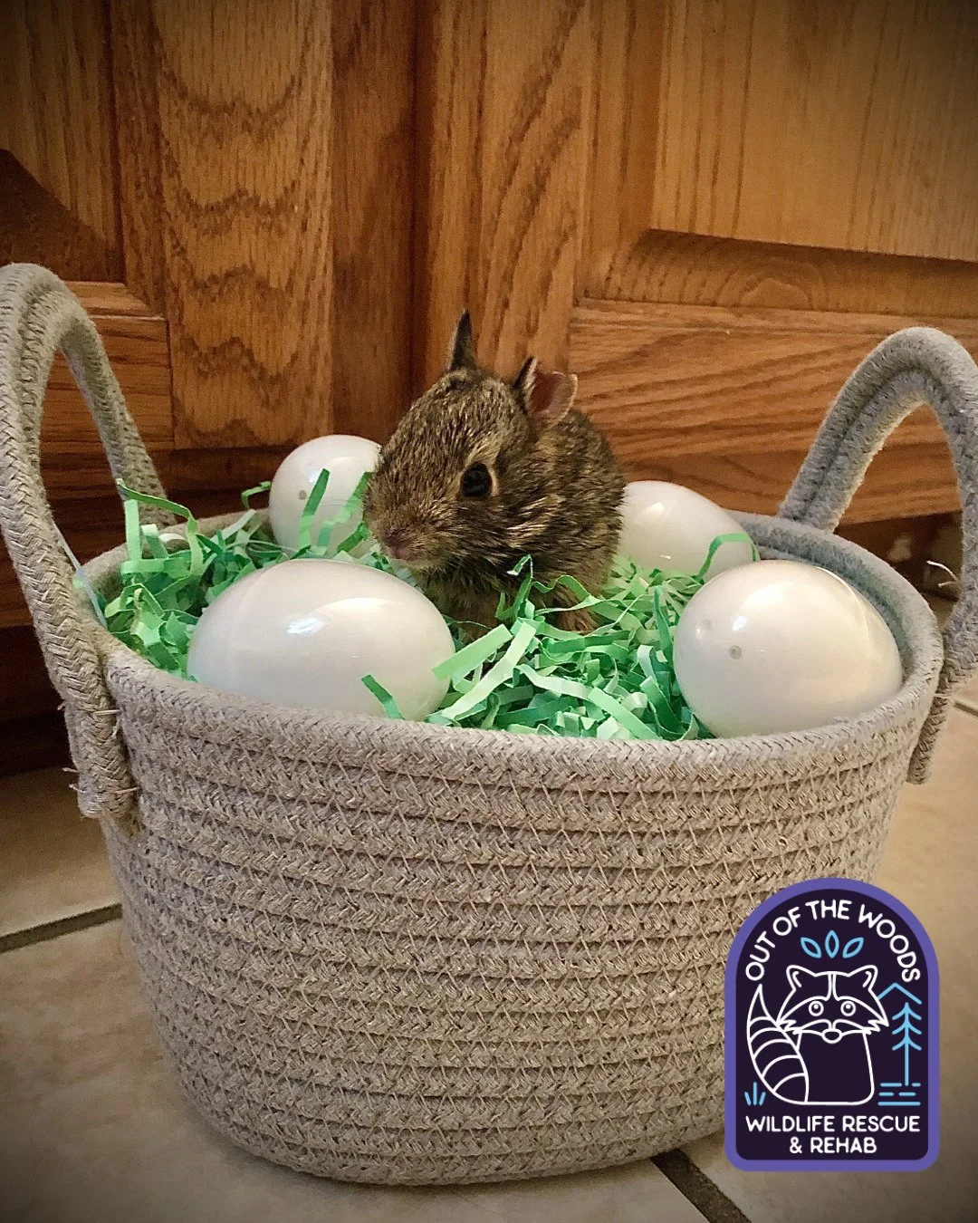 Some older Easter pictures for your enjoyment! Nemo the bunny (Sarah&rsquo;s first ever rehab patient), Henry serving mugshot vibes in a bunny hat, little D&rsquo;White doing his best Easter bunny impersonation, and Ralph the Easter opossum! #happyea