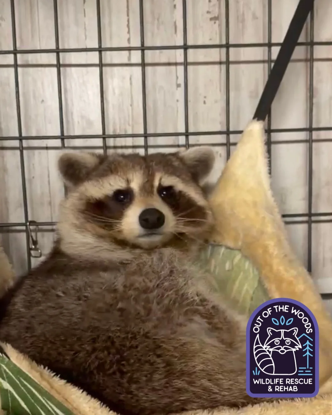 My face when it&rsquo;s Easter and there is a Cadbury mini egg shortage. #easter #DJ #educationalambassador #nonreleasable #raccoon #outofthewoodswildlife #tennessee #westtennessee