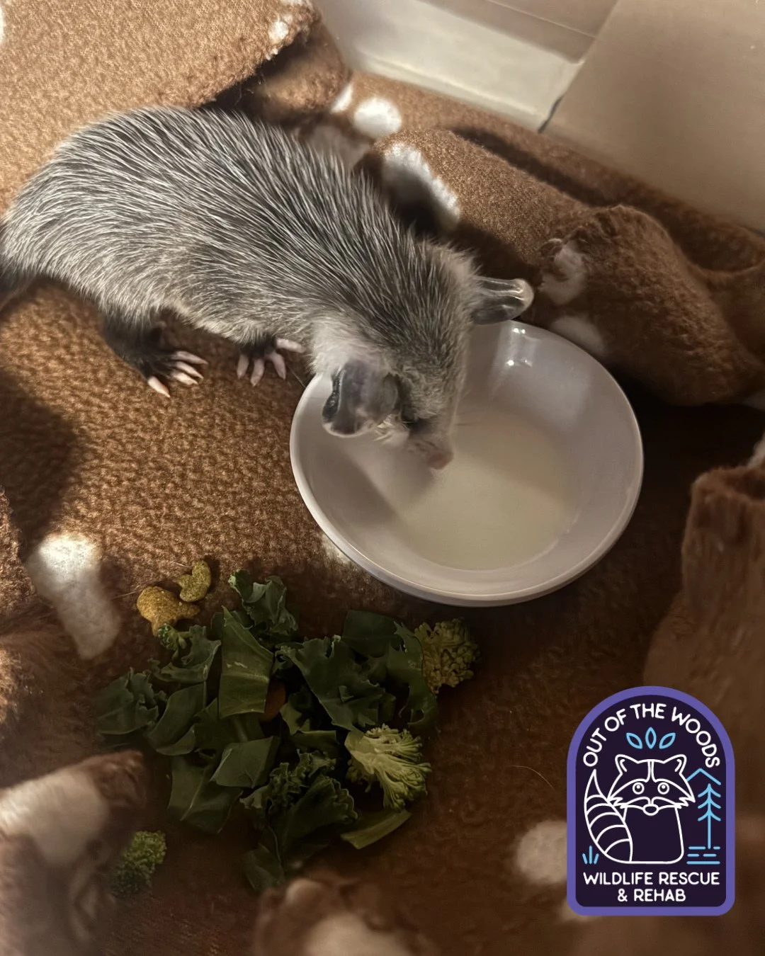 Meet Opie! He is one of Rio&rsquo;s current opossum patients! A cozy meal and a drink on the road to recovery! #opossum #outofthewoodswildlife #tennessee #westtennessee #wildliferescue #rehabandrelease #wildlifeeducation