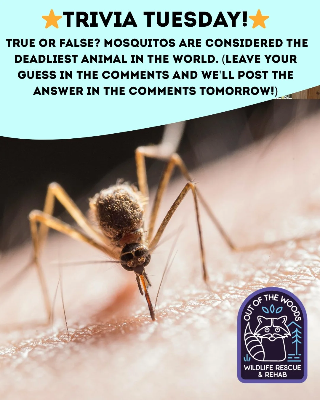 ❓ TRIVIA TUESDAY ❓ 
⭐️ True or false? Mosquitos are considered the deadliest animal in the world.⭐️
Leave your guess in the comments below and we&rsquo;ll leave the answer in the comments tomorrow! 
#trivia #triviatuesday #mosquito #wildlifeeducation