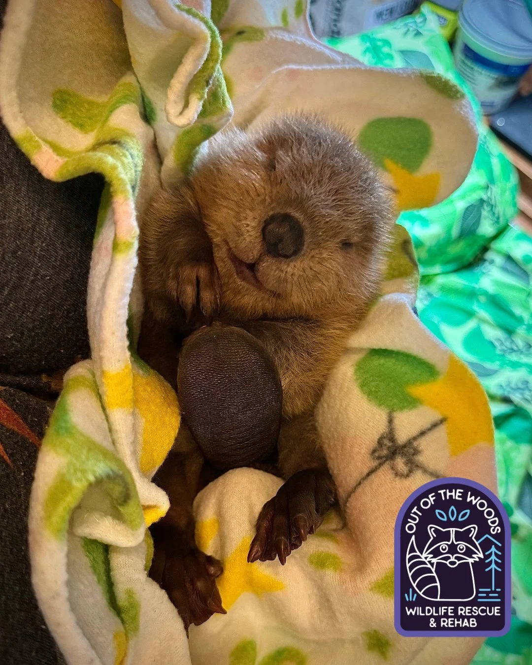 A couple of throwbacks to a year ago and our patient Willow because today is #InternationalBeaverDay! Beavers are keystone species and ecosystem engineers that significantly enhance environmental health. They create, restore, and maintain wetland hab