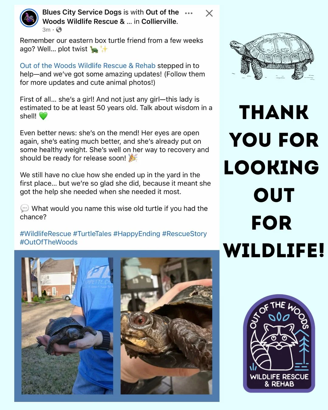 Thanks to @blues.city.service.dogs for reaching out to us, sharing this story, and for looking out for wildlife! #wildliferescue #wildliferehab #outofthewoodswildlife #tennessee #westtennessee #respectthelocals #turtle