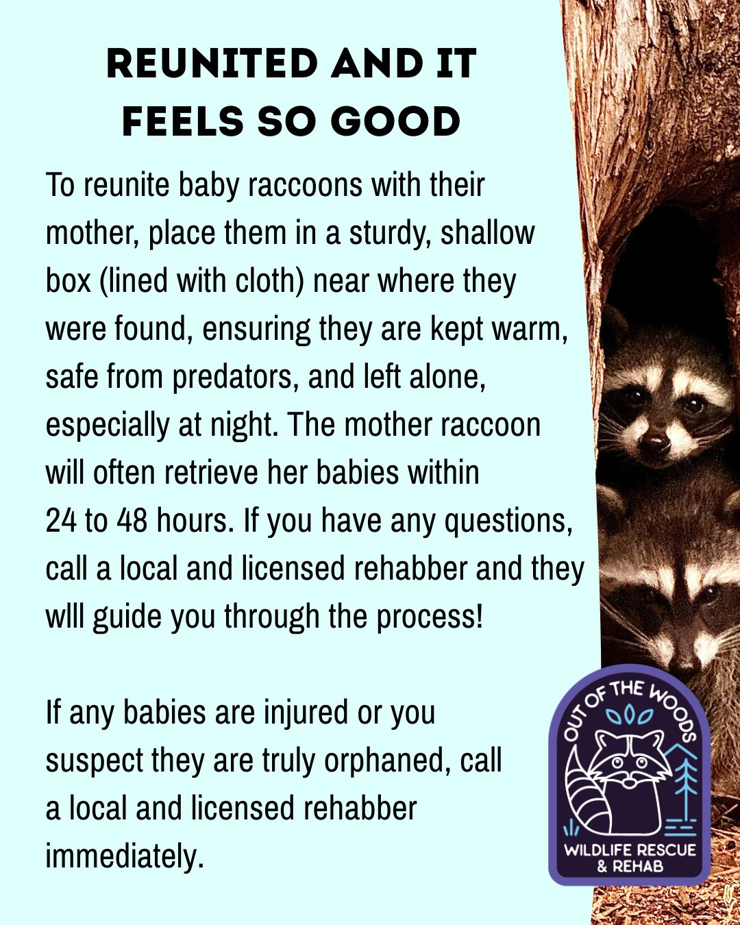 BABY SEASON PSA 📢 To reunite baby raccoons with their mother, place them in a sturdy, shallow box (lined with cloth) near where they were found, ensuring they are kept warm, safe from predators, and left alone, especially at night. The mother raccoo