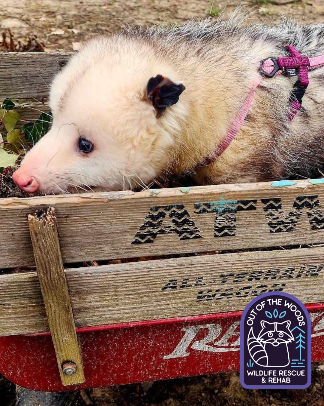 While Leonard and D&rsquo;White are no longer with us, they are never forgotten. A great way to keep their memory alive is to continue to incorporate them into our educational content going forward. ⭐️ They will now be referred to as angel ambassador