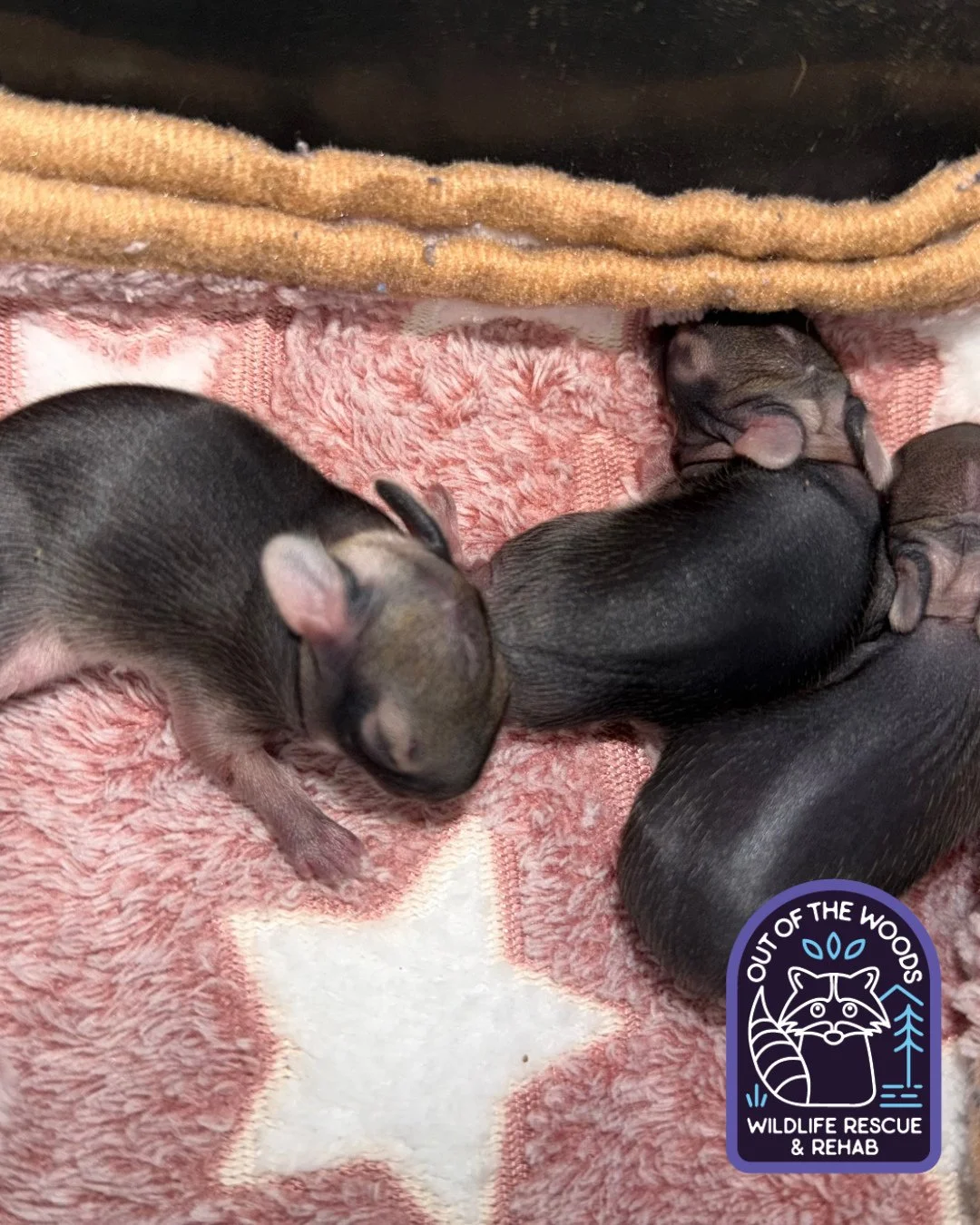 Meet Peep, Jellybean, and Cadbury! A trio of cottontail intakes for Sarah! #cottontail #cottontailfacts #outofthewoodswildlife #westtennessee #tennessee #wildlifeeducation #wildliferescue #wildliferehab