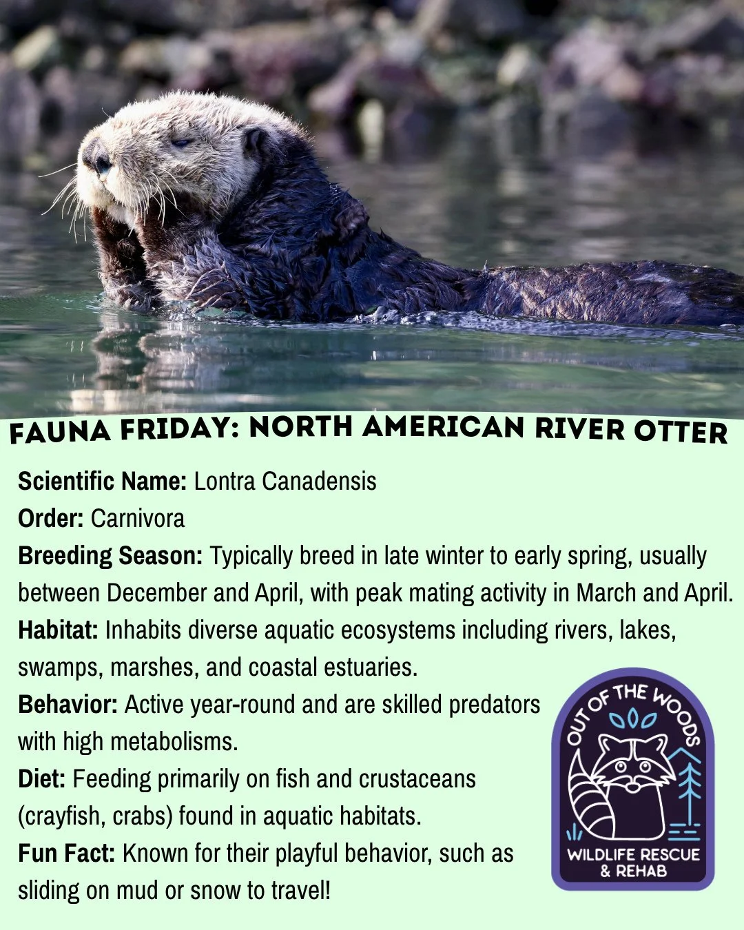 Do you love the North American River Otter? If you answered YES, bookmark today&rsquo;s Fauna Friday! #tennessee #westtennessee #outofthewoodswildlife  #faunafriday #wildlifeeducation #otterfacts #otter #riverotter