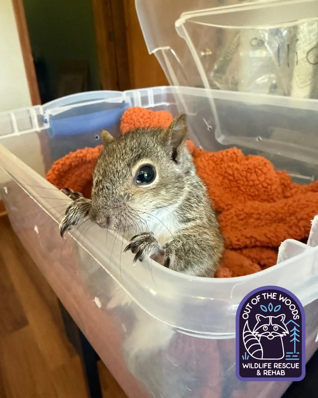 Squirrel mania continues! Squirrels have, sharp, curved, and exceptionally strong claws designed for climbing, digging, and foraging. Their unique ability to rotate their hind ankles 180 degrees allows them to use these claws for descending trees hea