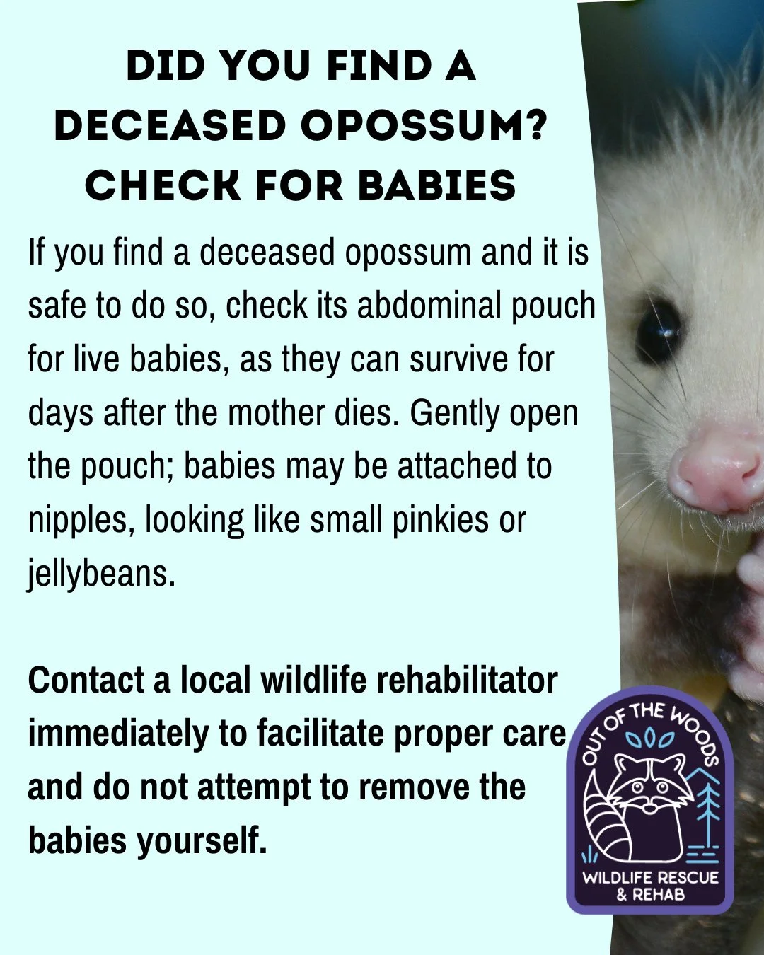 PSA 📢 If you find a deceased opossum and it is safe to do so, check its abdominal pouch for live babies, as they can survive for days after the mother dies. Gently open the pouch; babies may be attached to nipples, looking like small pinkies or jell