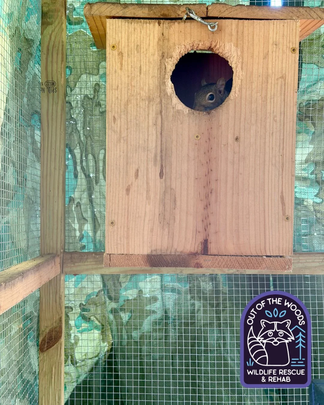 Lady and the Tramp, two of Jodie&rsquo;s squirrel patients, have been moved to their prerelease enclosure! Here is one half of the duo peeking out to say hello! #squirrel #prerelease #tennessee #westtennessee #outofthewoodswildlife #wildlifeeducation